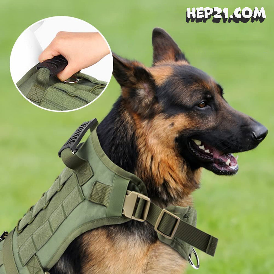 Köpek Göğüs Tasması