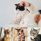 Kedi tasması Kadife İsimli Zilli 14534