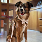Köpek Boyun Tasması İsimli Beyaz Kadife Boyun Tasması 215859