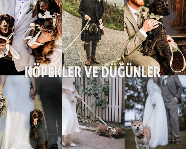 Köpek Boyun Tasması İsimli Beyaz Kadife Boyun Tasması 215859