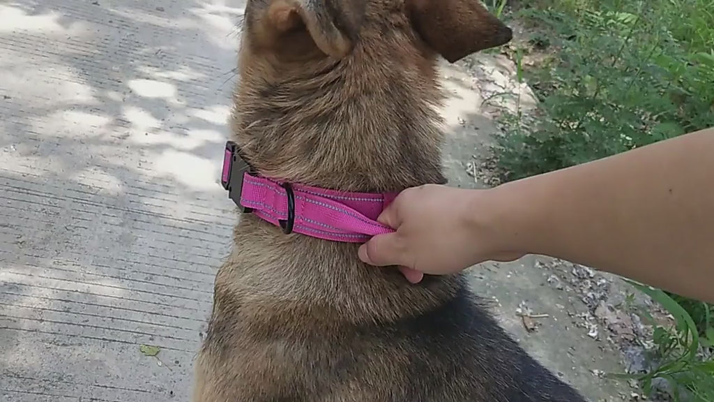 Taktik Köpek tasması İsimli 34487