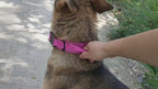Taktik Köpek tasması İsimli 34487