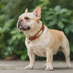 Köpek Tasması Deri isimli Tasma 77157