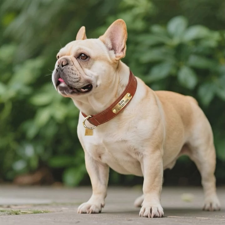 Köpek Tasması Deri isimli Tasma 77157