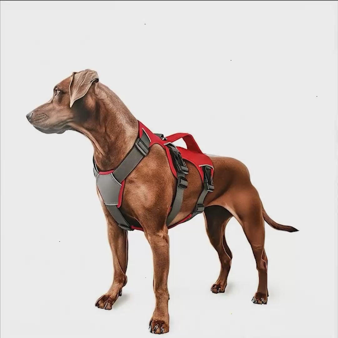 Köpek Göğüs Tasması 01865205