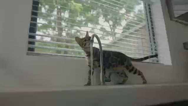 Paslanmaz Çelik Kedi ve Köpek Su Pınarı 71607
