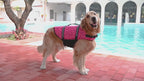 Köpek Can Yeleği 45092321