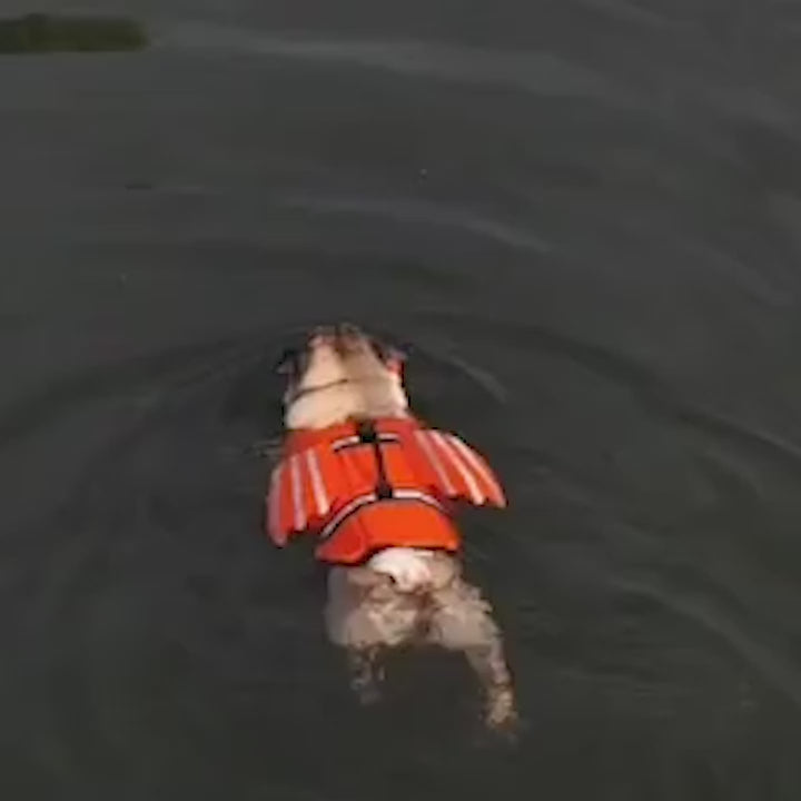 Köpek Yüzme Yeleği 45162566