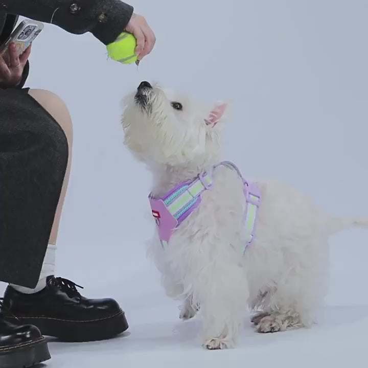 Köpek Göğüs Tasması Reflective 30954