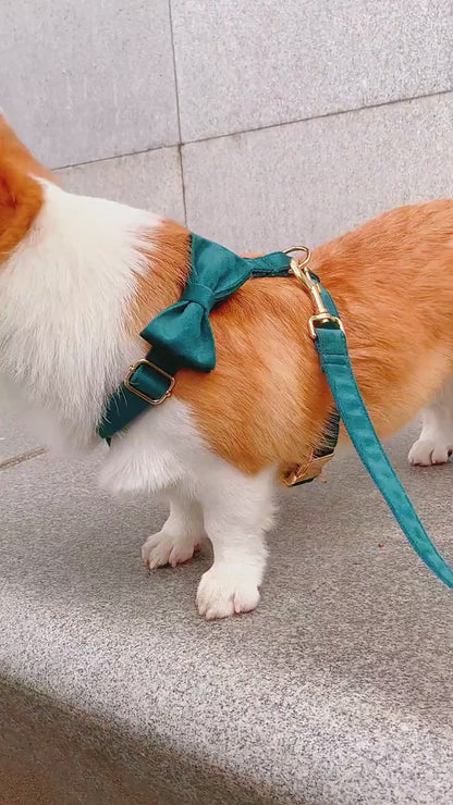 Dog Collar Named Christmas Green Velvet Collar 653511