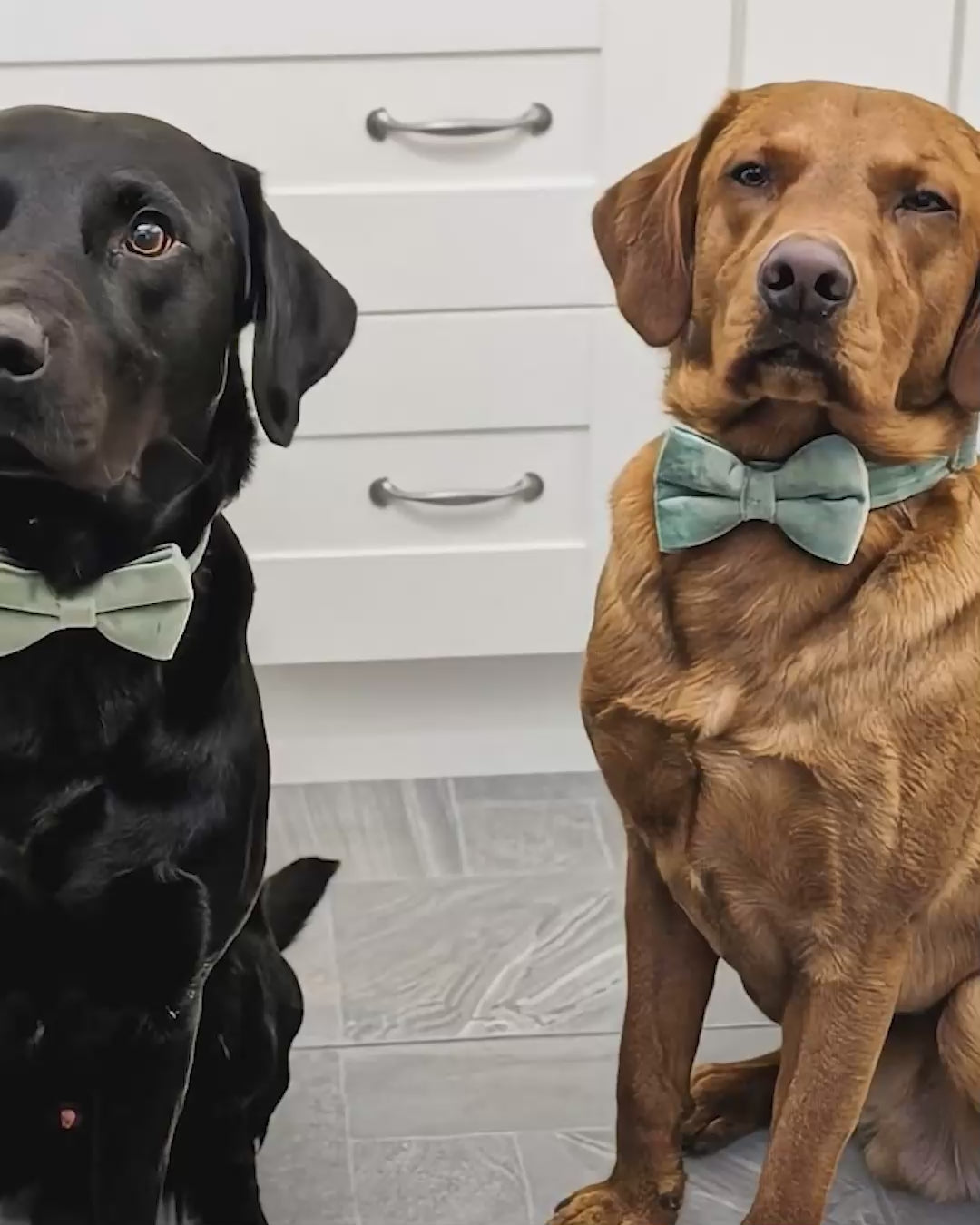 Köpek Boyun Tasması İsimli Nane Yeşil Kadife 404433