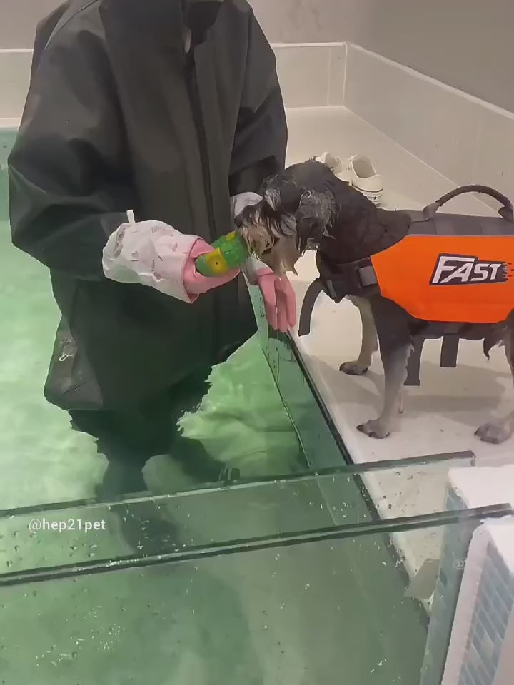 Köpek Can Yeleği Parlak Renkli Köpek Yüzme Yeleği 59562686