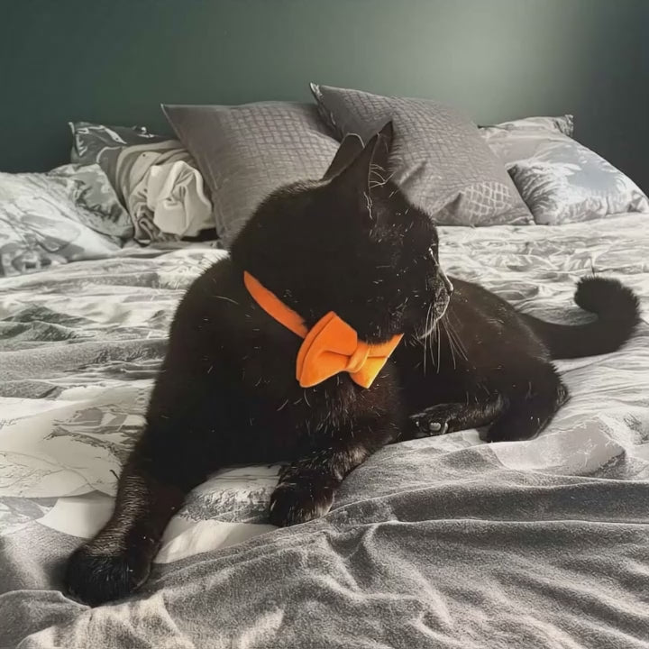 Kedi tasması isimli zilli kedi tasma 745094