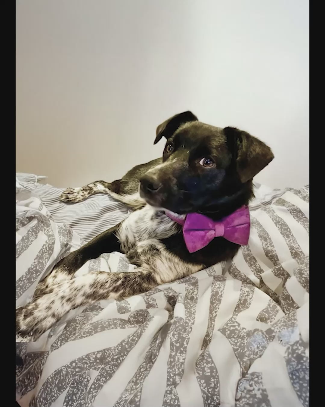 Köpek Boyun Tasması İsimli Mor Kadife 827588