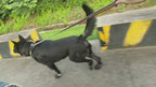 Köpek Ayakkabısı Reflective 32040