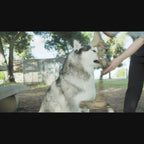 K9 Tasma Yansıtıcı Çöl Kamuflajı Göğüs Tasması 51398695