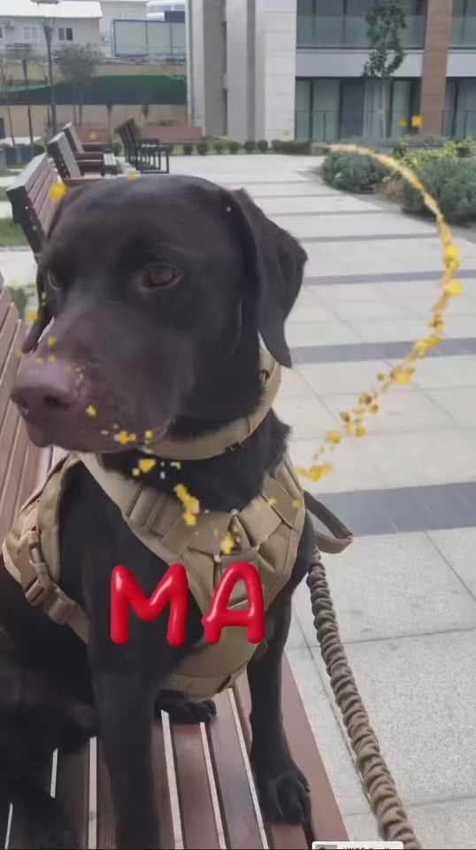Köpek göğüs tasması tactical Kayış Seti 40621272