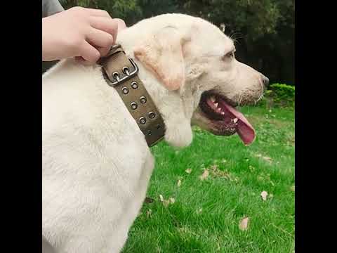 Taktik Köpek Tasması Askeri Stil, Çift Pim Metal Tokalı ve Yumuşak Dolgulu 56930