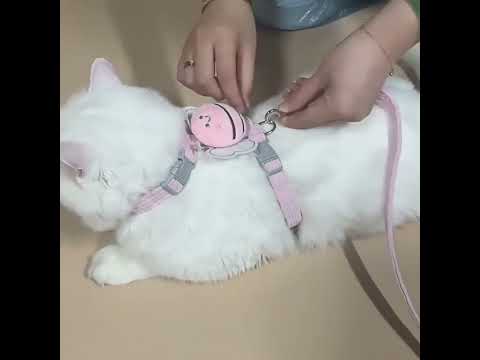 Kedi Göğüs Tasması Seti 38721
