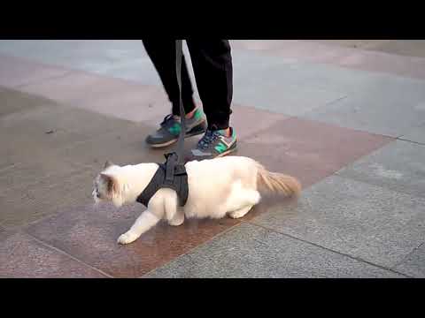 Kedi Göğüs Tasması ve Kayış Seti 88598