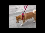 K9 Tasma Kayış seti 40023747