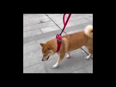 K9 Tasma Kayış seti 40023747