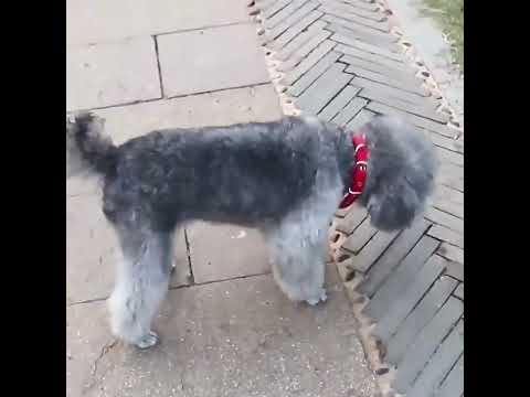 Köpek Tasması 96108