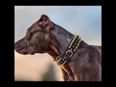 Dikenli Tasma Çivili Köpek Tasması 47063039