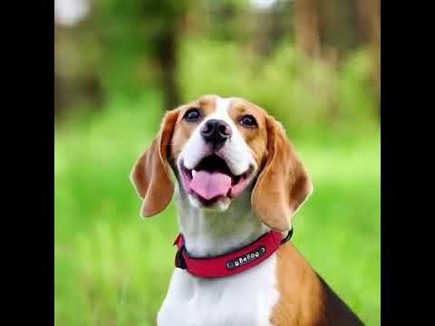 Köpek Tasması isimli Deri Tasma 43874