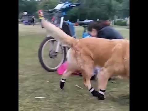 Reflektörlü Su Geçirmez Köpek Ayakkabısı Kaymaz Tabanlı 22796