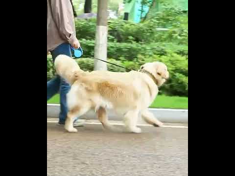 İsimli Taktik Köpek Eğitim Tasması 38588