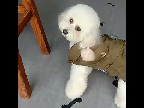 Köpek Mont Ceket 34479