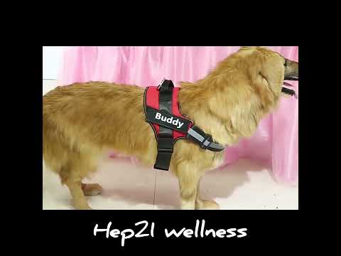 Köpek Göğüs Tasması İSİMLİ 17256