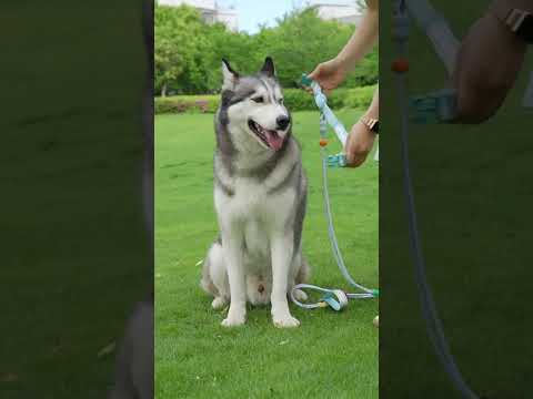 Reflektörlü Airtag Köpek Tasması Kayışı Seti 70866