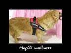 Köpek Göğüs Tasması İSİMLİ Yansıtıcı 28219358
