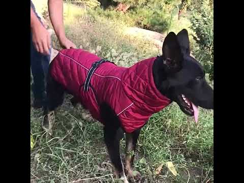 Su Geçirme Reflektörlü Kışlık Köpek Montu – Sıcak Tutan Yelek Yağmurluk 52887