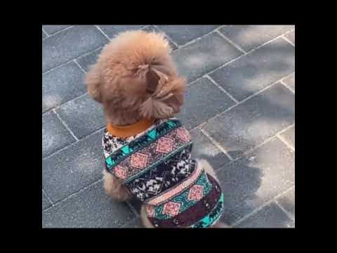 Desenli Polar Köpek Kazağı Kışlık Sweatshirt 06058