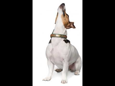Deri Köpek Tasması 68350