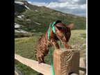 Kedi Gezdirme Tasması Set Reflective 19095