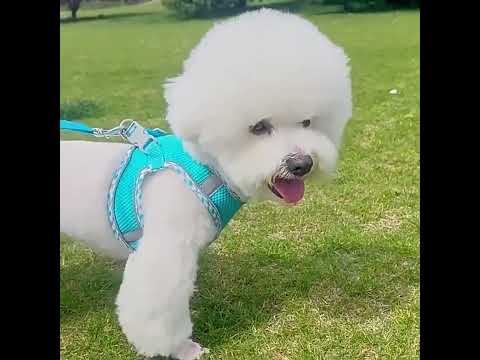 Köpek Göğüs Tasması ve Gezdirme Kayışı Seti 89194