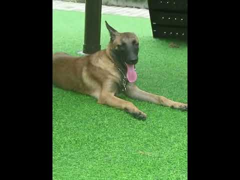 Paslanmaz Çelik P-Zincir Köpek Eğitim Tasması Çekiştirme Önleyici 03465