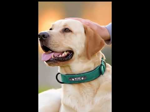 Deri Köpek tasması 05307