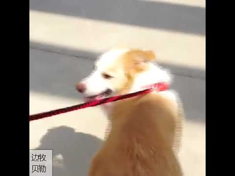 Köpek Tasması 96108