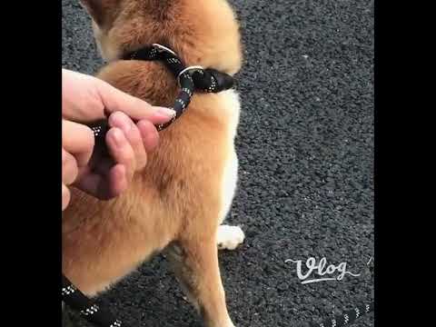 Reflektörlü Köpek Gezdirme Kayışı 03422