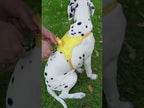 Köpek Göğüs Tasması 06725