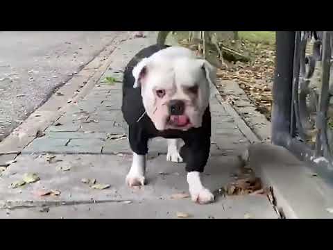 Su Geçirmez Reflektörlü Köpek Yağmurluğu 35321