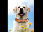 İsimli Deri Köpek Tasması 80341