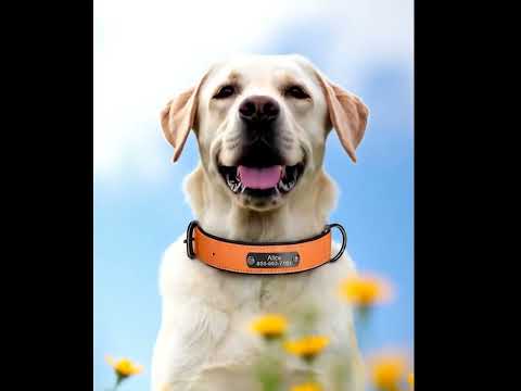 İsimli Deri Köpek Tasması 80341