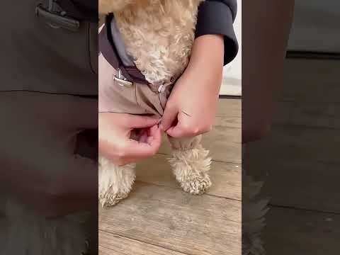 Köpek Yağmurluk Tulum 55545