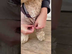 Köpek Yağmurluk Tulum 55545